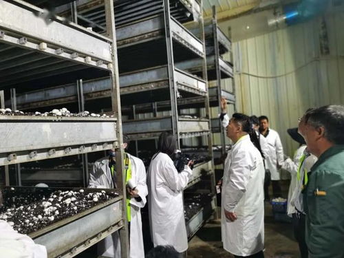 瓷疙瘩 鋪就致富路 科技